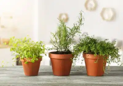 Comment cultiver des <strong>plantes aromatiques</strong> dans sa cuisine ?